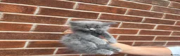Ragdoll cats for sale: Ragdoll Kittens  - Advert 29
