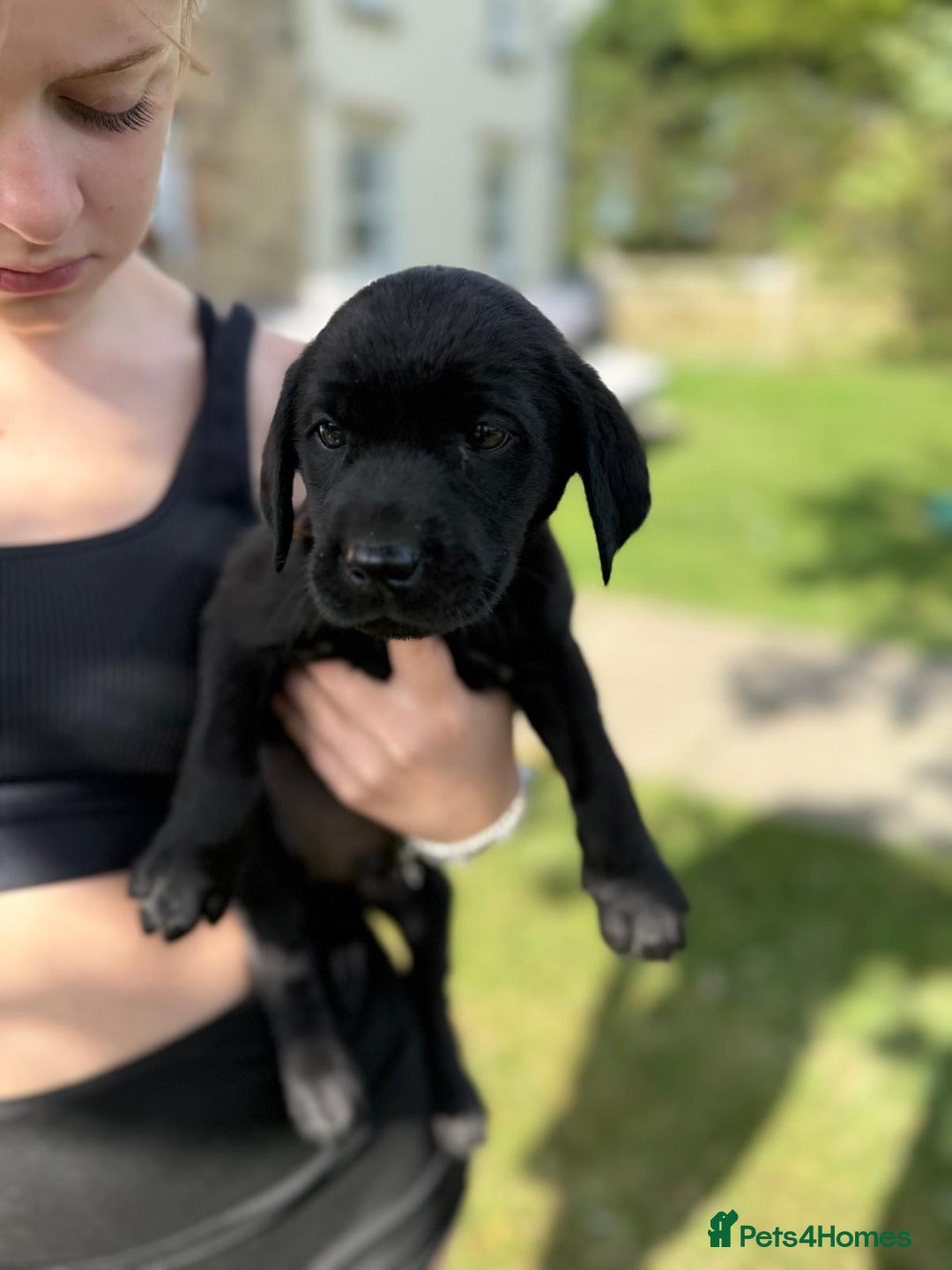Labrador Retriever dogs for sale: KC Registered Black Labrador Pups 🐾 - Image 32