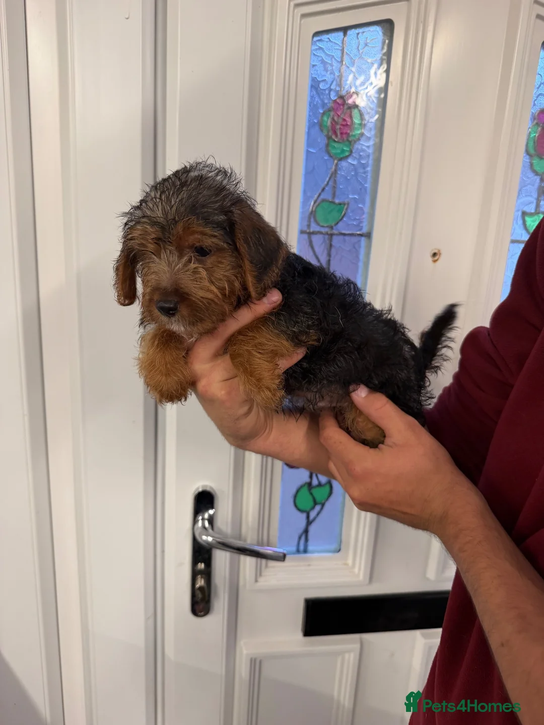 Jackapoo dogs for sale: Miniature Jackapoos  in Doncaster - Advert 2