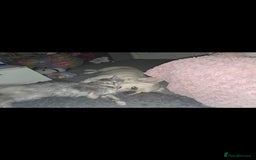 Maine Coon cats for sale: Take a look at these beautiful mainecoon kittens - Image 9