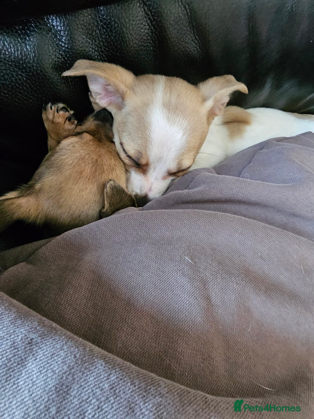Pomchi dogs for sale: Chihuahua cross puppies  - Advert 6
