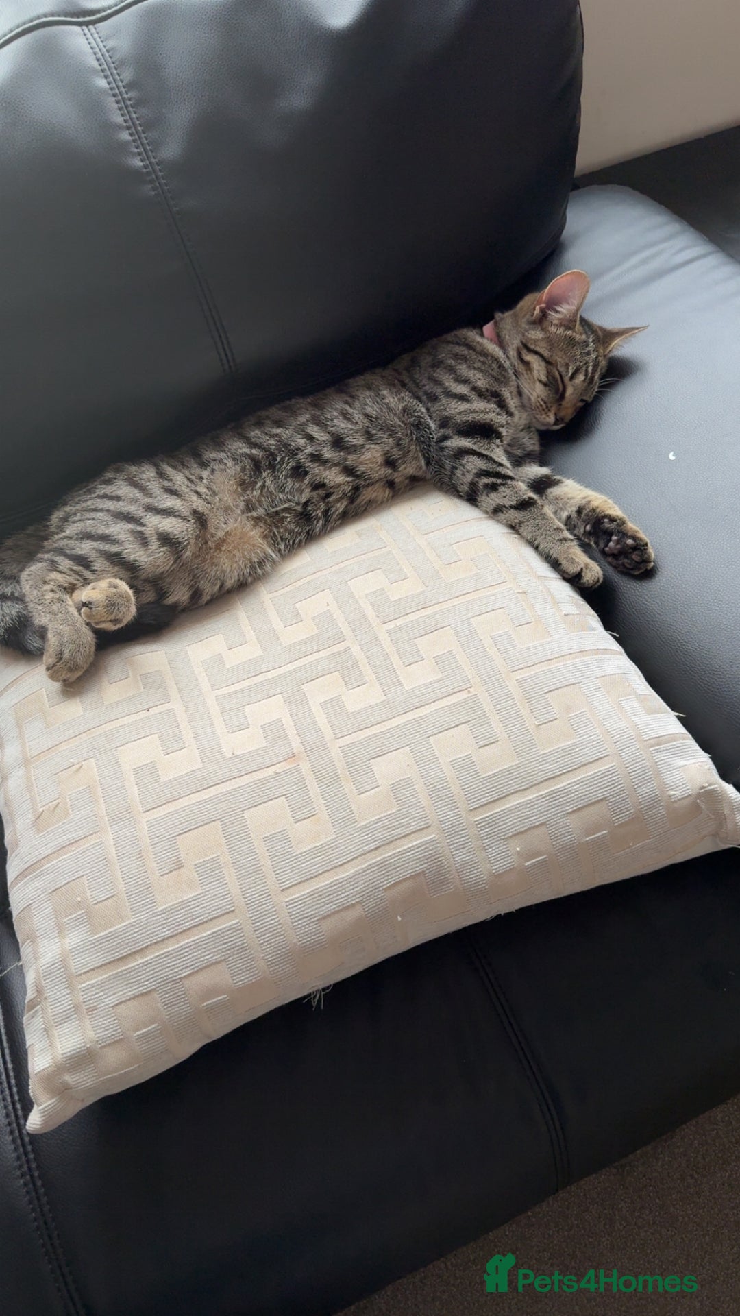 Mixed Breed cats for sale: 12 month old cat for sale - Image 2