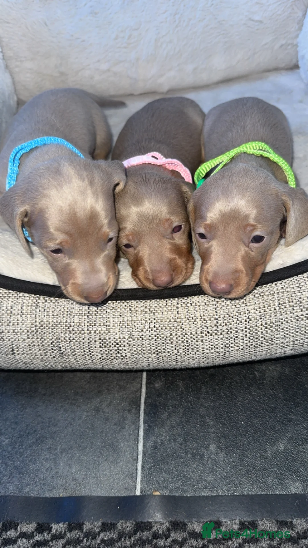 Miniature Dachshund dogs for sale: isabella and tan miniature Dachshunds  - Advert 2