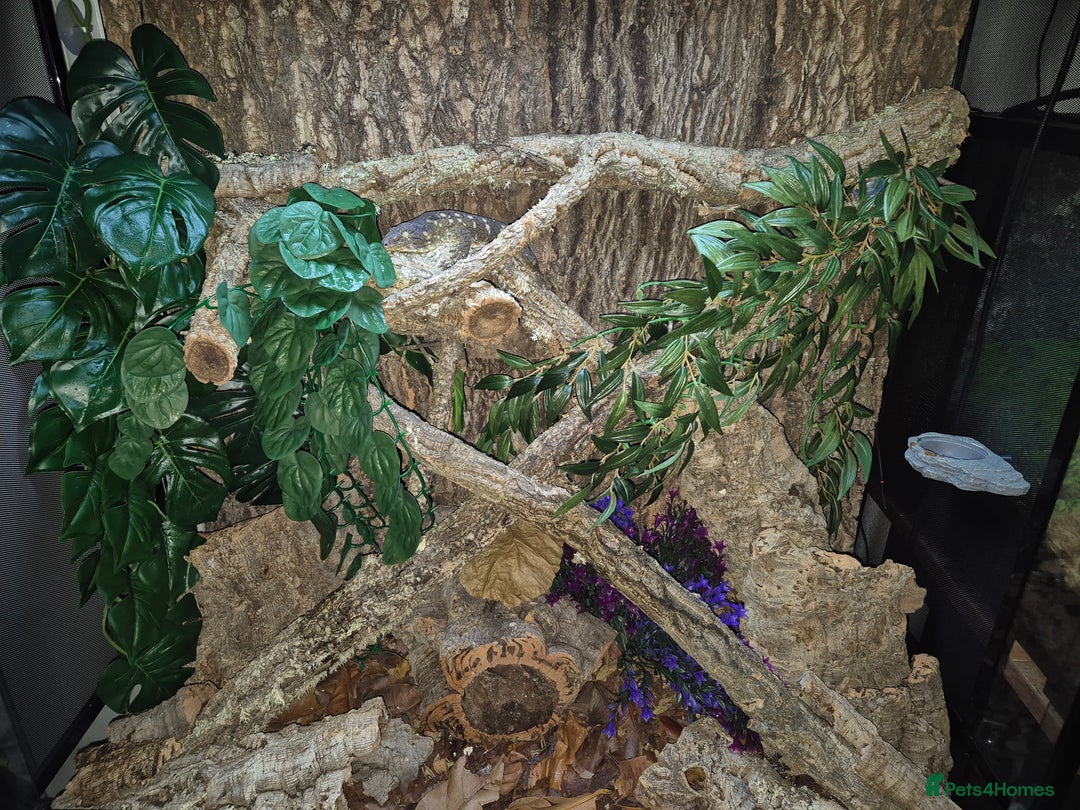 Gecko reptiles for sale: Giant Gecko (leachianus) + Setup - Advert 4