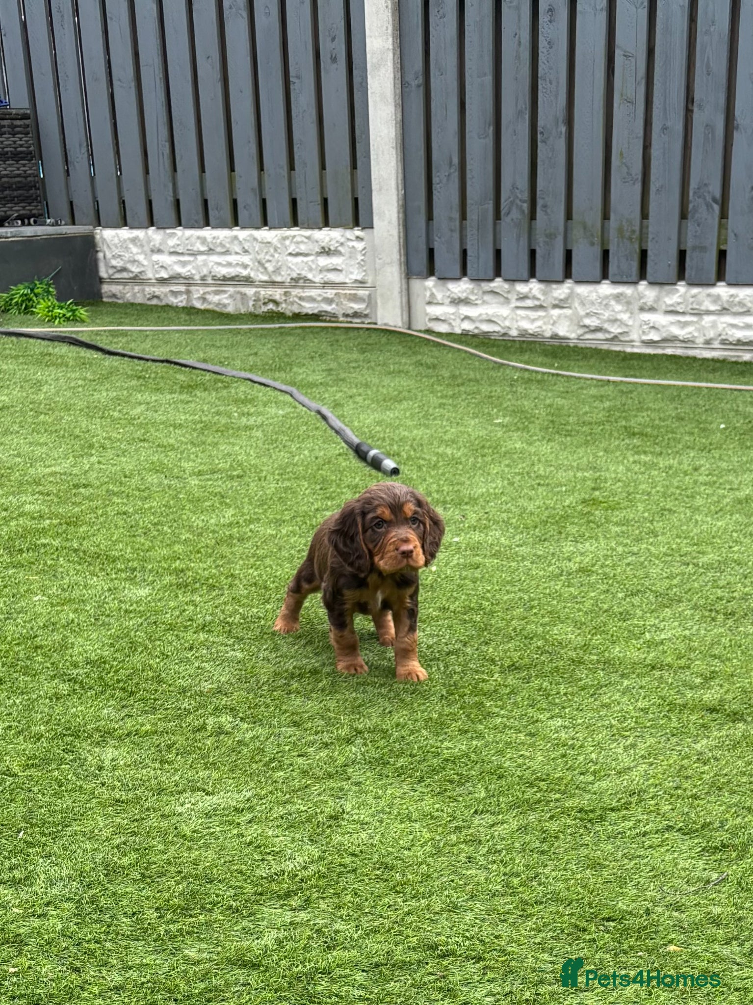 Cocker Spaniel dogs 1Male 3Females Working Cocker Spaniel KC Parents - Advert 1