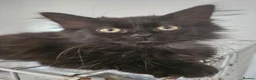 Maine Coon cats for sale: Beautiful black fluffy kittens - Advert 4