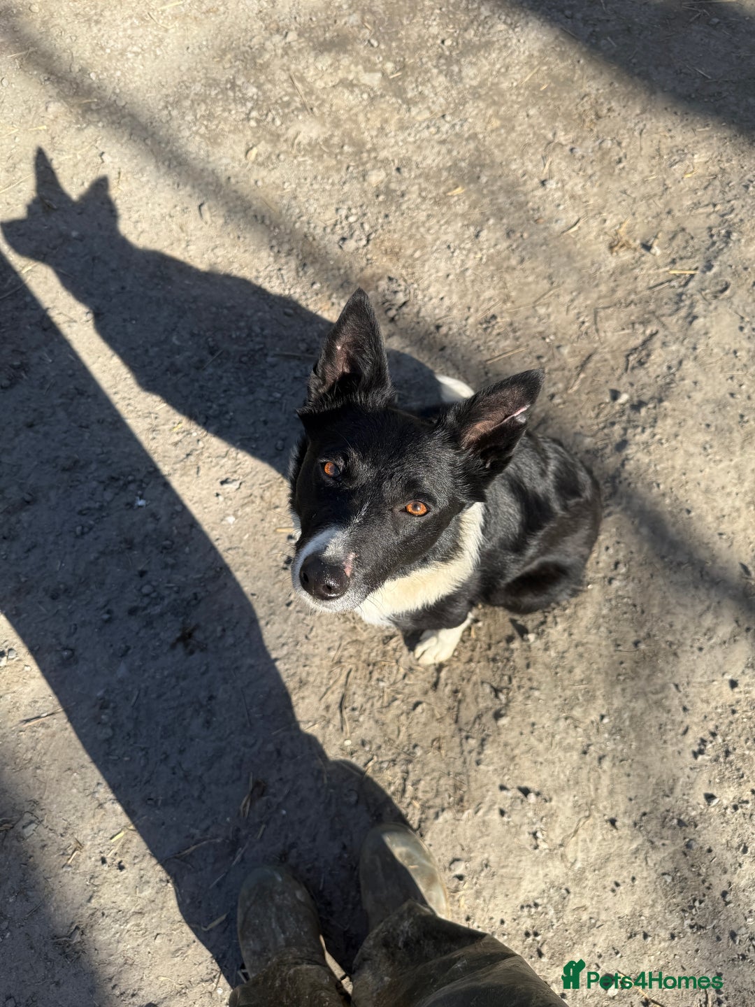 Border Collie dogs for sale: REHOMING MALI - FEMALE BORDER COLLIE - Advert 6