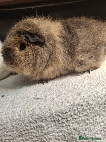 Guinea Pig rodents - Advert 14