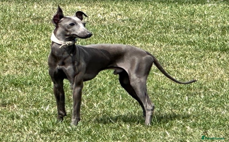 Italian Greyhound dogs - Advert 2