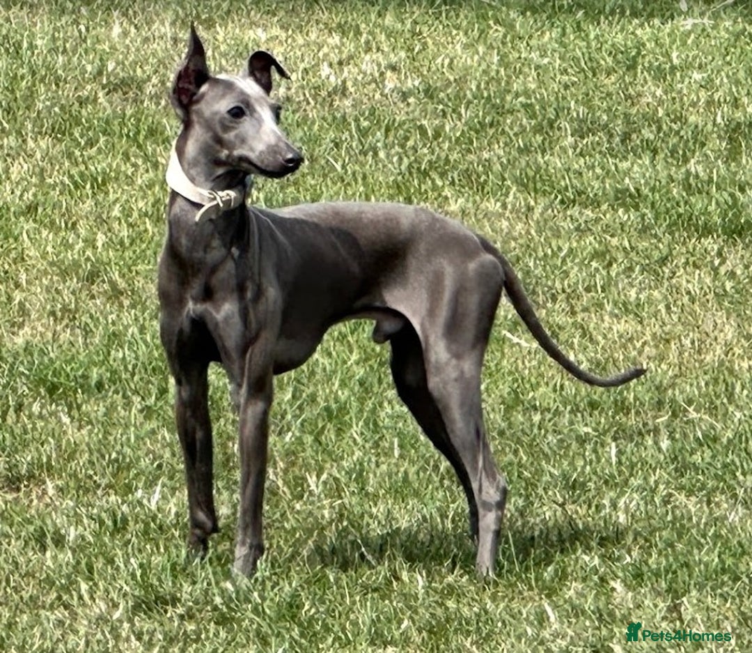 Italian Greyhound dogs for sale: Spanish Imported Boy - Image 1