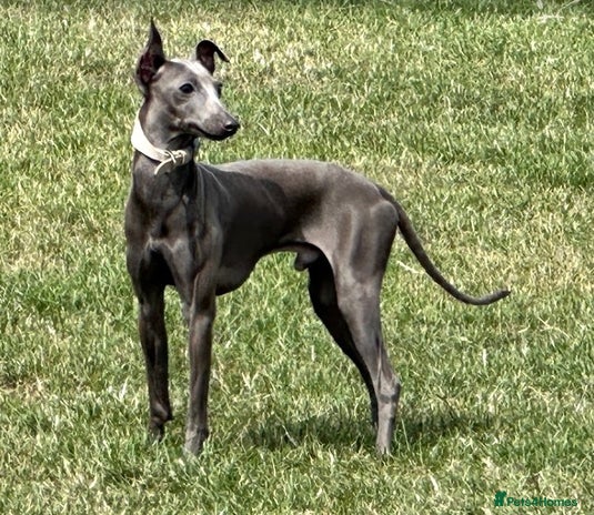 Italian Greyhound dogs - Advert 2