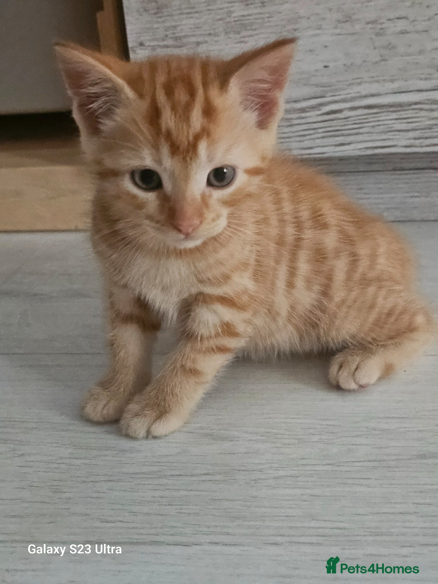 British Shorthair cats Kitens for sale - Advert 13