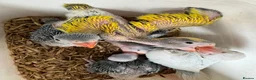 Ringnecks birds for sale:     Super Tame Hand Reared Babies £50 off today !  - Advert 8