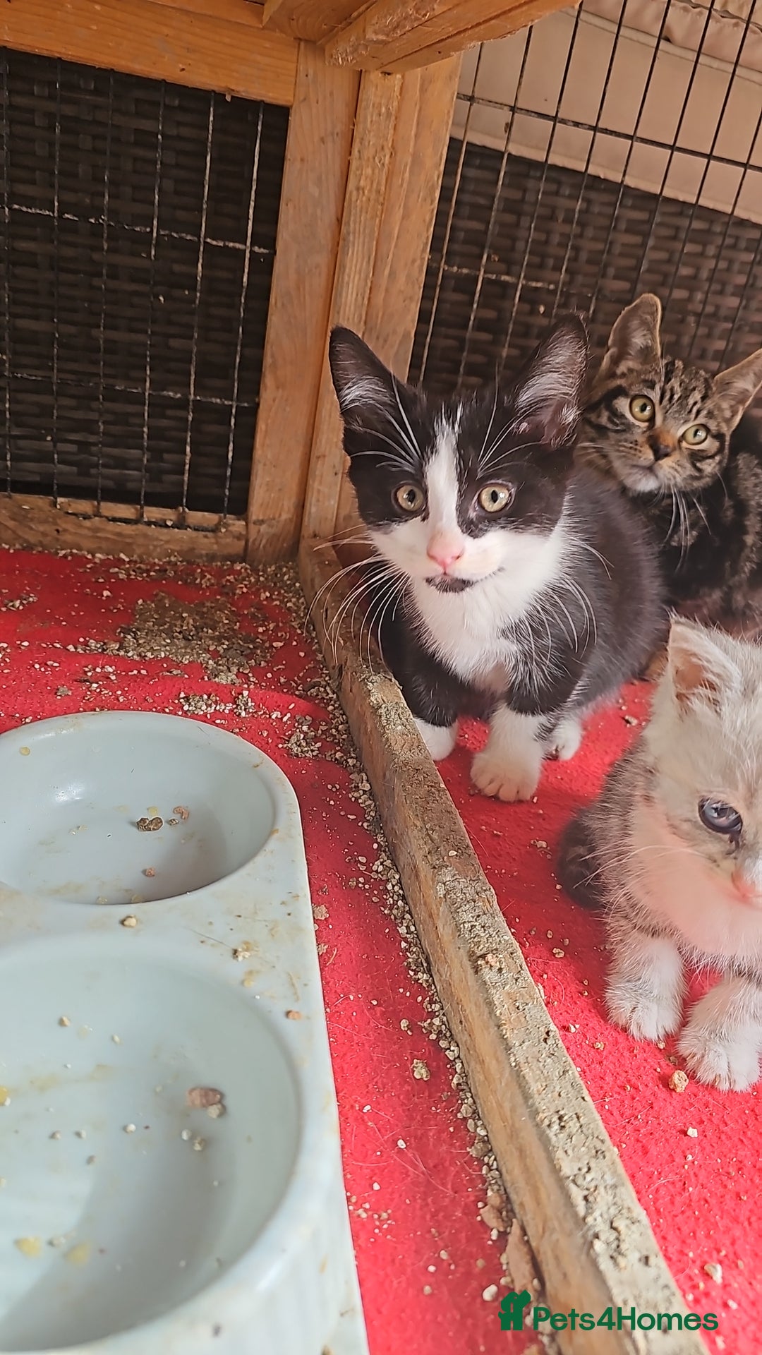 Mixed Breed cats for sale:  🐾 Adorable Kittens Ready for Loving Homes 🐾 - Image 2