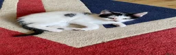 Mixed Breed cats for sale: BEAUTIFUL KITTENS READY FOR THEIR FOREVER HOMES 🐾 - Advert 12