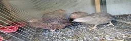 Quail poultry for sale: Sexed jumbo quail  - Advert 5