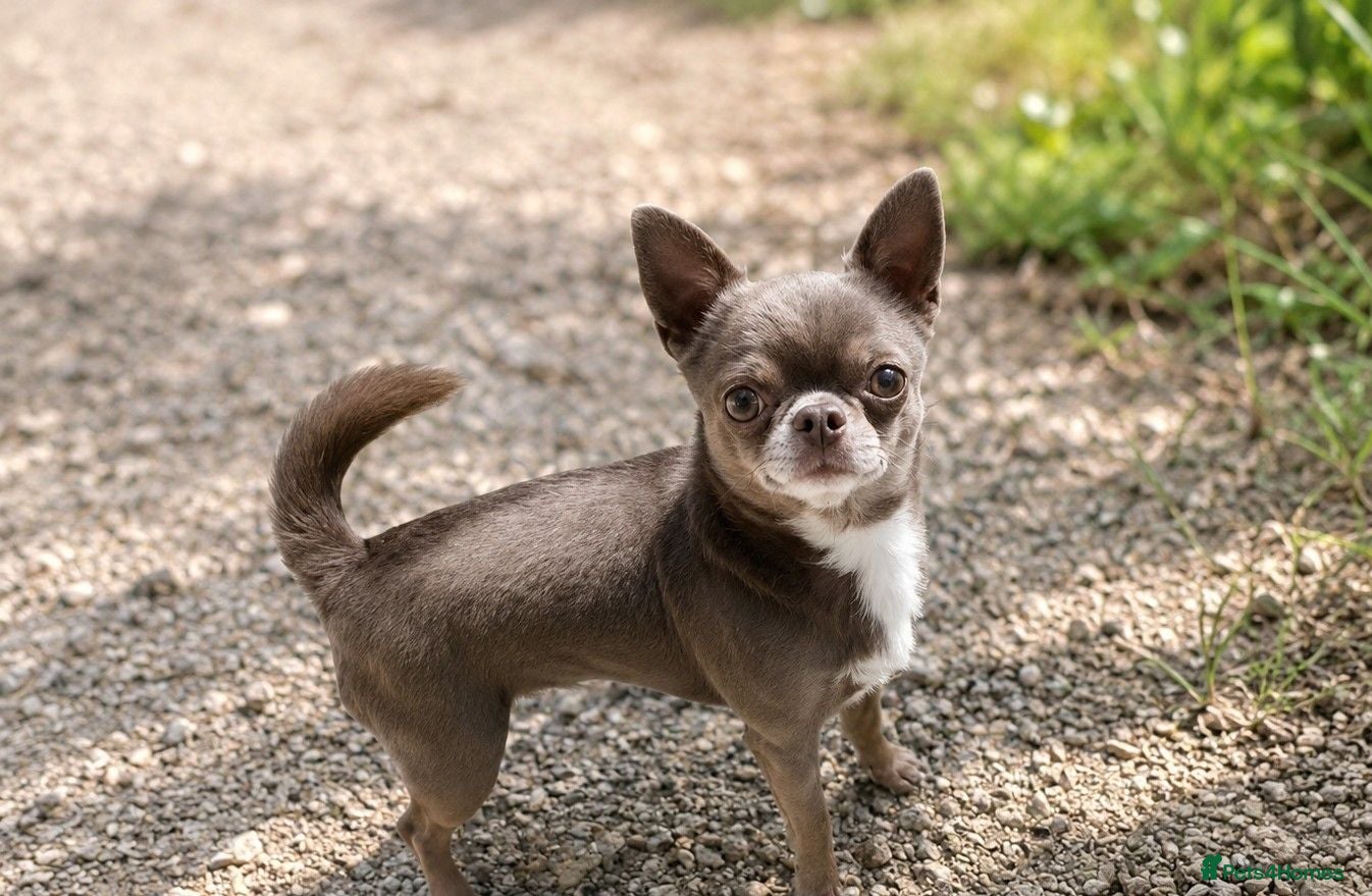 Chihuahua dogs KC reg-Health tested-PROVEN  - Advert 1