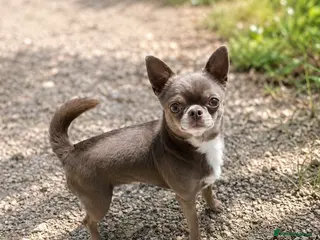 Chihuahua dogs KC reg-Health tested-PROVEN - Advert 1