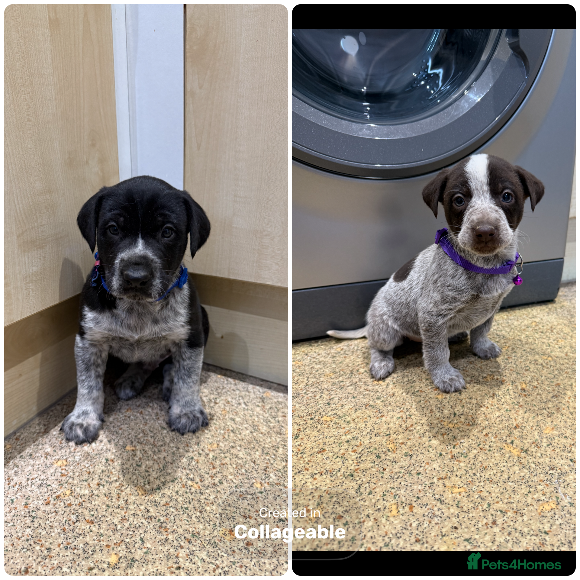 Mixed Breed dogs 4 Stunning German Shorthaired Pointer X 🐶 - Advert 1