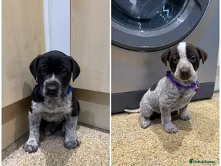 Mixed Breed dogs 4 Stunning German Shorthaired Pointer X 🐶 - Advert 4