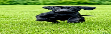 Labrador Retriever Puppy 3