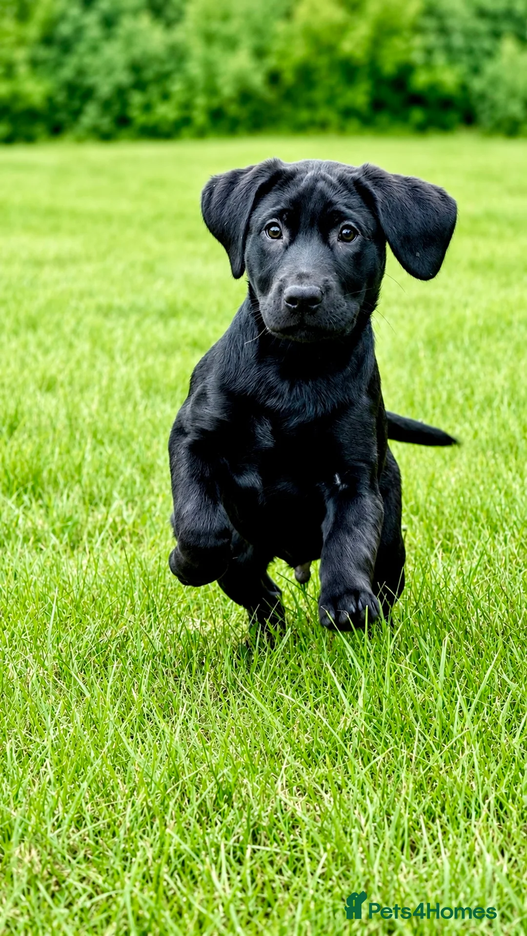 Labrador Retriever dogs for sale: Exceptional KC Reg Labrador Puppies For Sale! - Advert 1