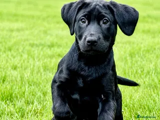 Labrador Retriever dogs for sale: Exceptional KC Reg Labrador Puppies For Sale! - Advert 2