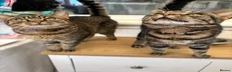 Mixed Breed cats for sale: Mum and daughter looking for home - Advert 2