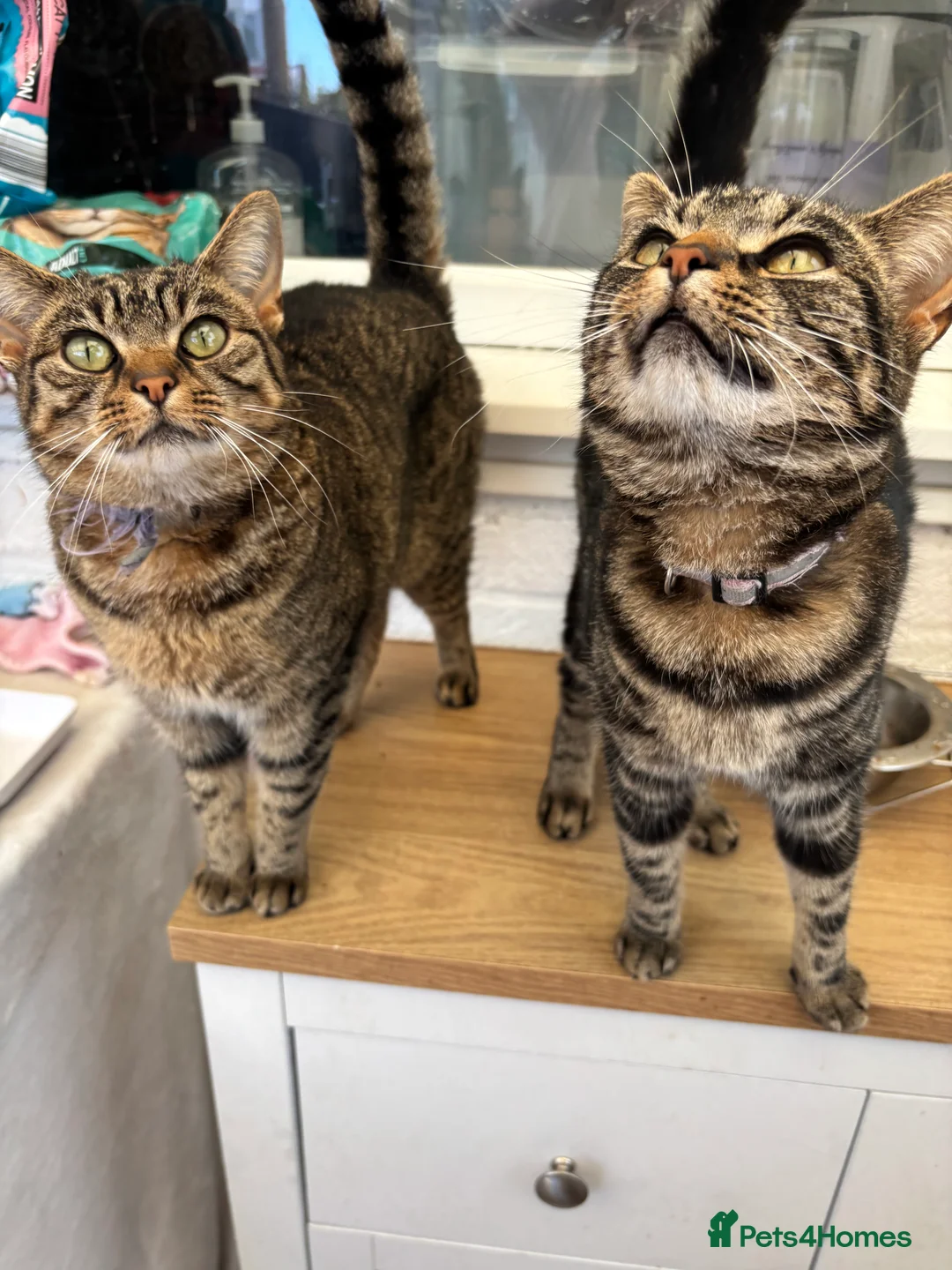 Mixed Breed cats for sale: Mum and daughter looking for home - Advert 2