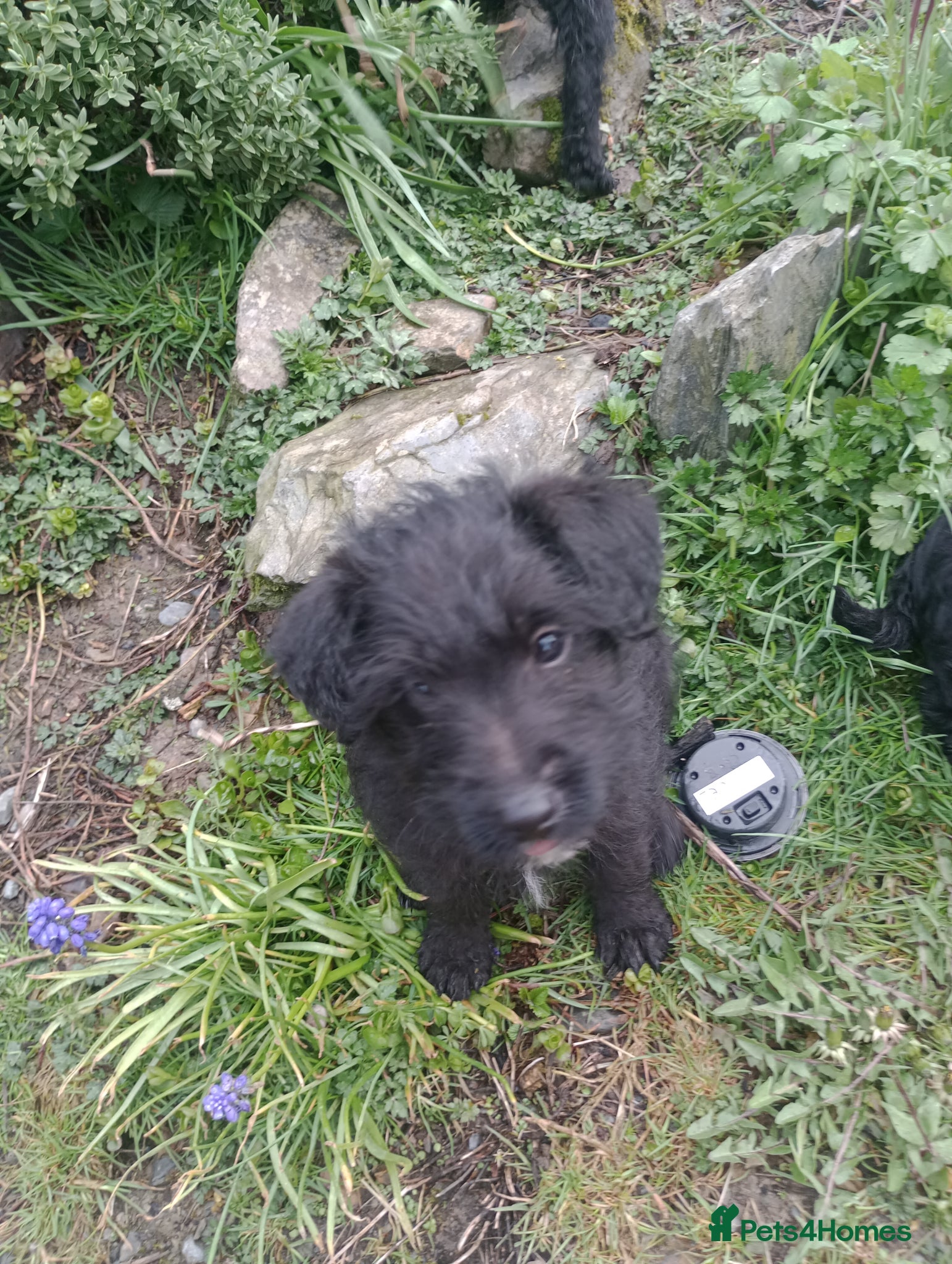 Jackapoo dogs Adorable Jacapoo,s - Advert 2