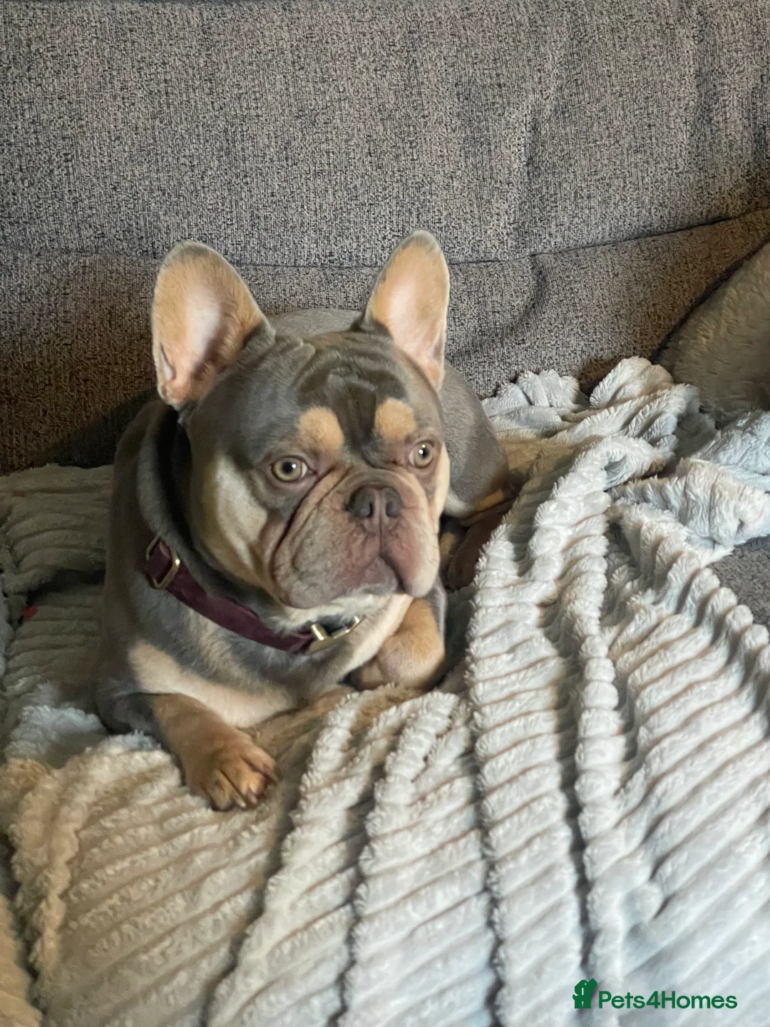 French Bulldog dogs for sale: 2 year old male French Bulldog, Dexter - Advert 2