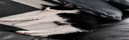 Mixed Breed cats for sale: Long hair kittens & short hair kittens ready now  - Advert 5