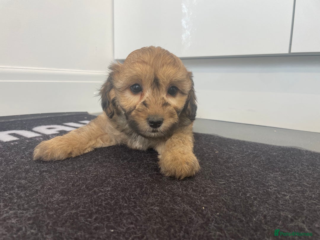 Cavapoochon dogs for sale: Beautiful Cavapoochon puppies for sale  - Image 14