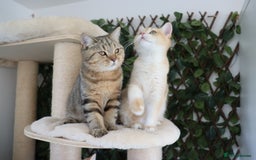 British Shorthair cats for sale: Ready CH Bloodlines BSH TICA registered kittens in Feltham - Image 16