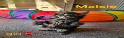 Maine Coon cats for sale: ✨ Meet Our Magnificent Maine Coon Kittens ✨ - Advert 17