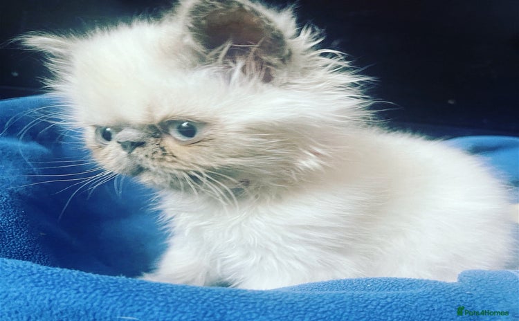Persian cats - Advert 16