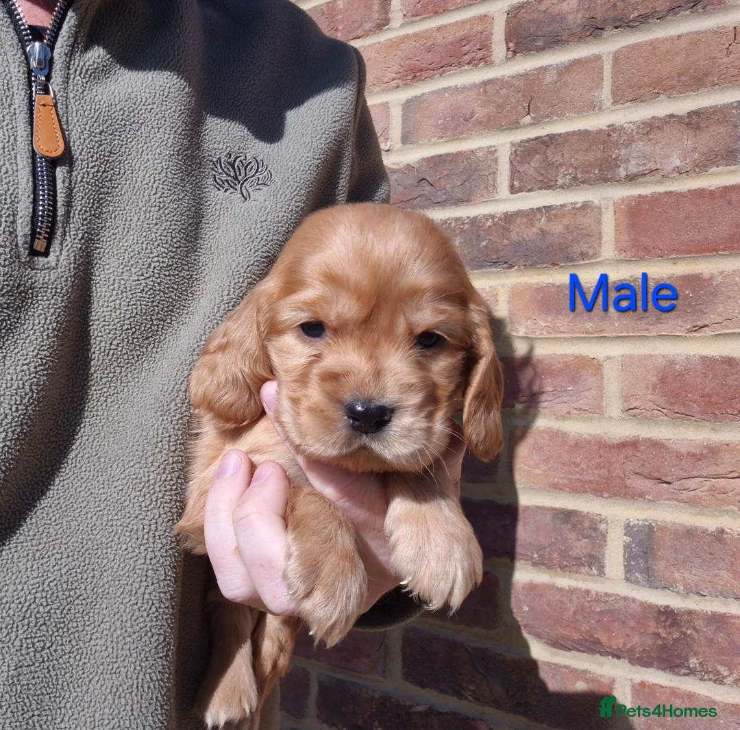 Cocker Spaniel dogs for sale: KC Show Type Cocker Spaniels - Advert 1