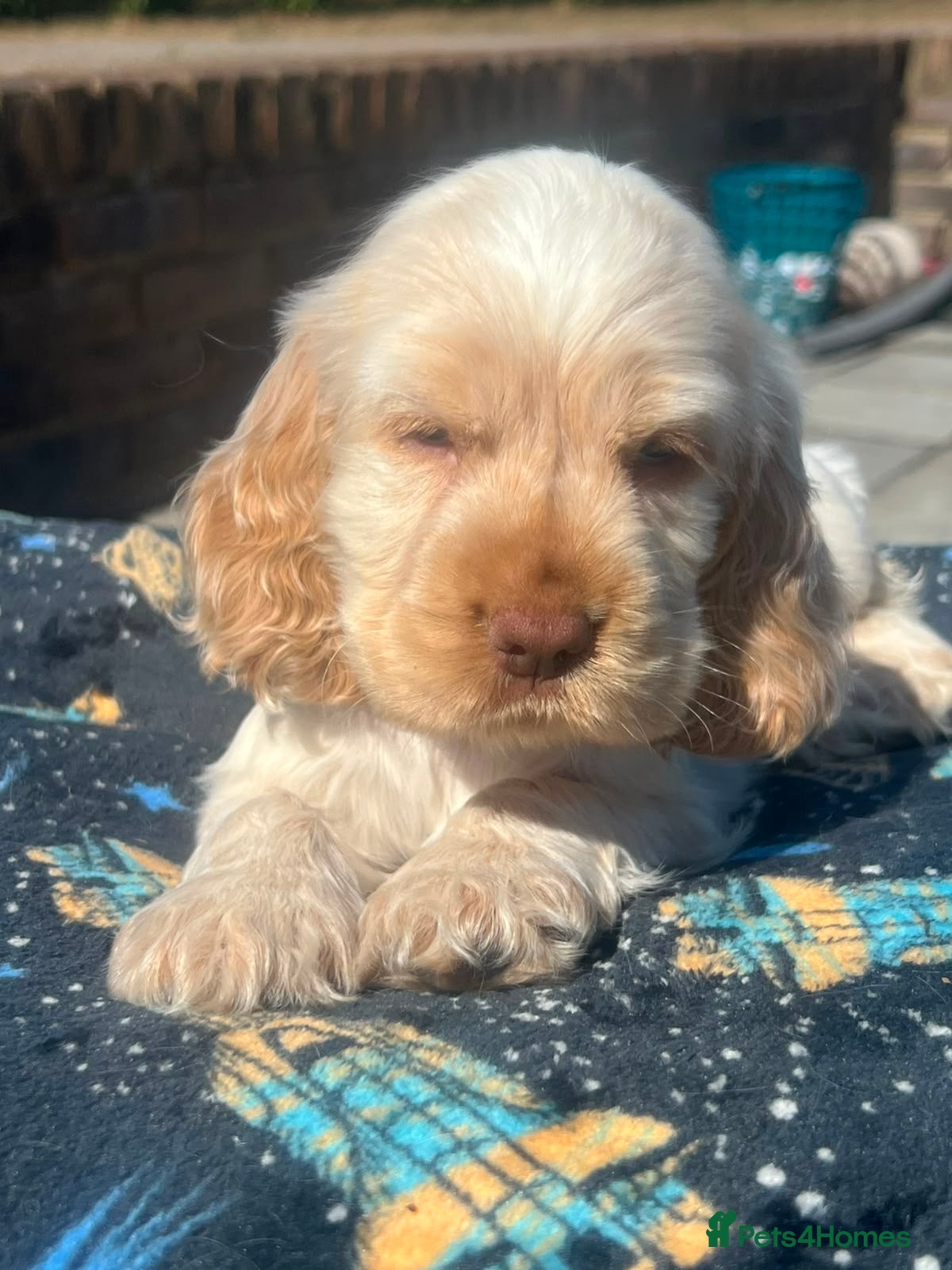 Cocker Spaniel dogs 🧡 Stunning Show-Type Cocker Spaniel  🧡 - Advert 1