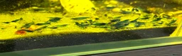 Shrimps fish for sale: Blue dream shrimp cherry and yellow  in Peterborough - Advert 3