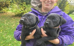 Labrador Retriever dogs for sale: Labrador Puppies from Working Parents - Image 10