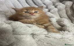 Ragcoon cats for sale: ⭐️RAGCOON FEMALE ⭐️ READY NOW - Image 7