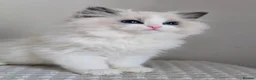 Ragdoll cats for sale: Stunning Show Quality Pedigree Ragdoll Kittens - Advert 2