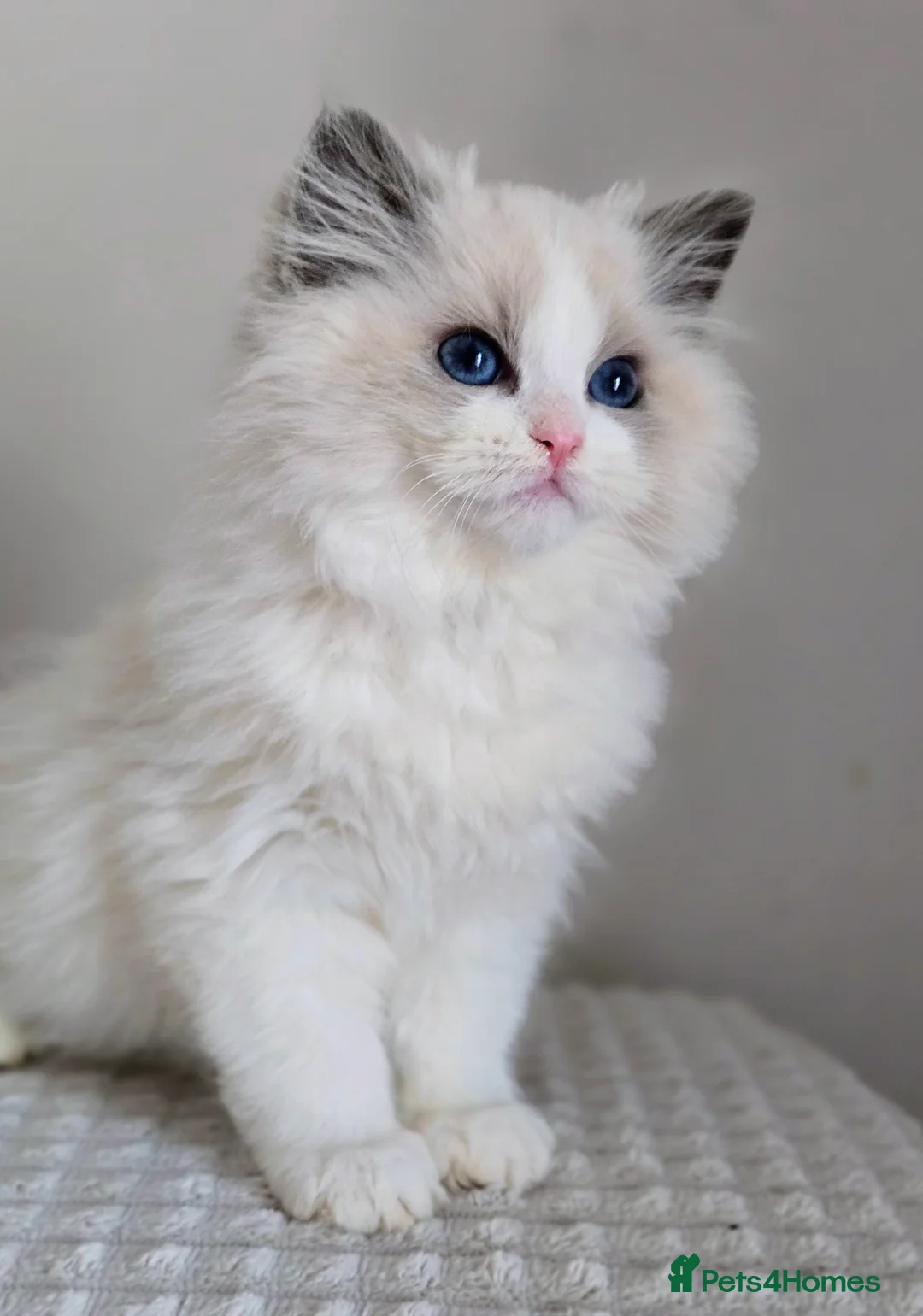 Ragdoll cats for sale: Stunning Show Quality Pedigree Ragdoll Kittens - Advert 2