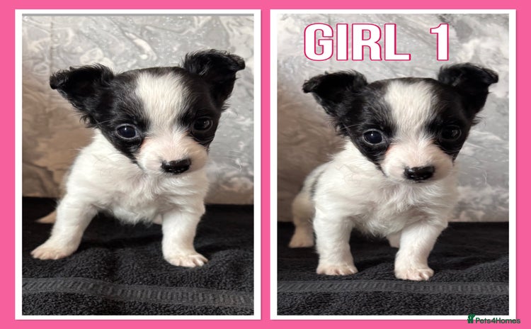 Mixed Breed dogs - Advert 1