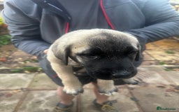 Turkish Kangal dogs for sale: TURKISH KANGAL PUPPIES  - Image 4