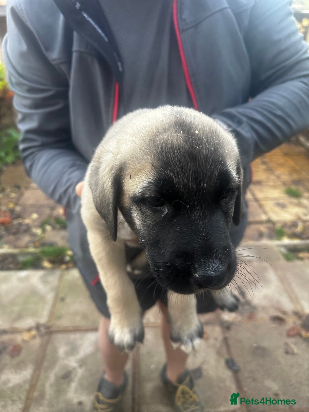 Turkish Kangal dogs for sale: TURKISH KANGAL PUPPIES  - Image 4