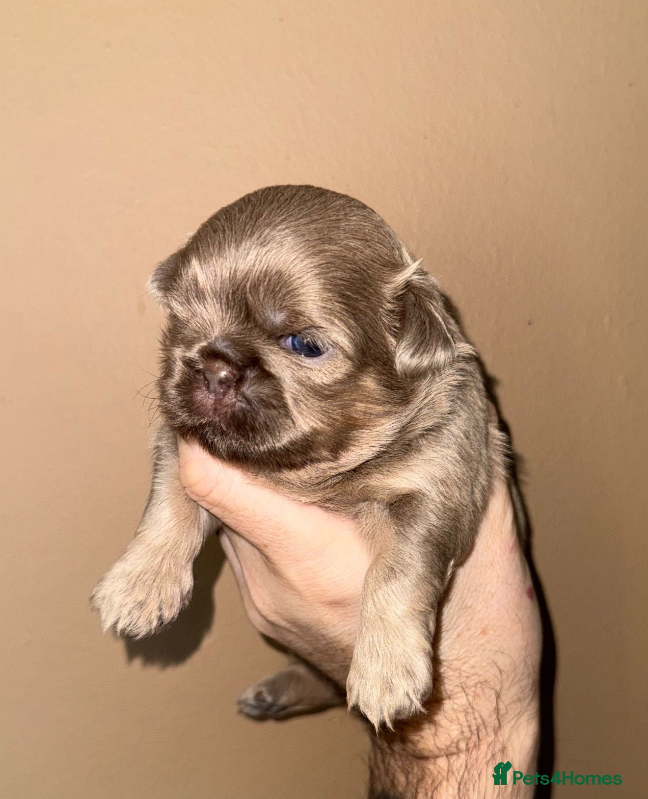 Shih Tzu dogs Stunning KC Shih Tzu Puppies - Advert 2