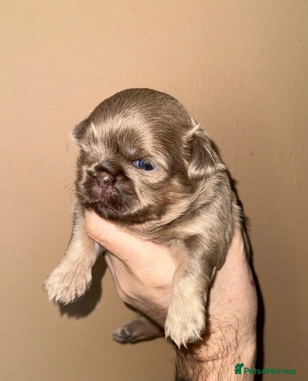 Shih Tzu dogs for sale: 💛🧡💜Stunning KC Shih Tzu Puppies🩷🧡💛 - Advert 1