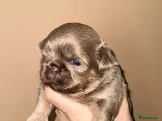 Shih Tzu dogs Stunning KC Shih Tzu Puppies - Advert 15