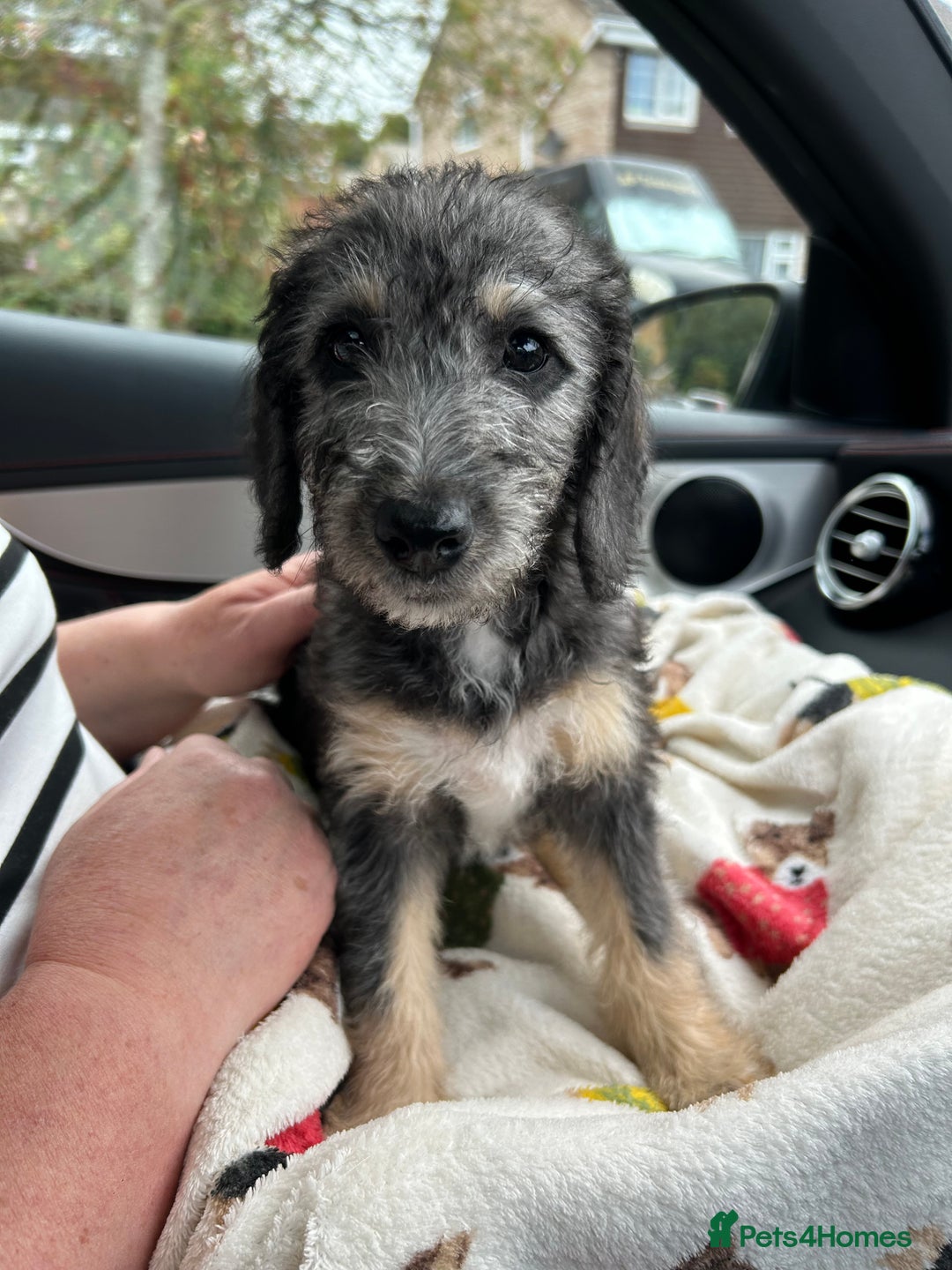 Mixed Breed dogs for sale: Bedlington x Whippet - Advert 12